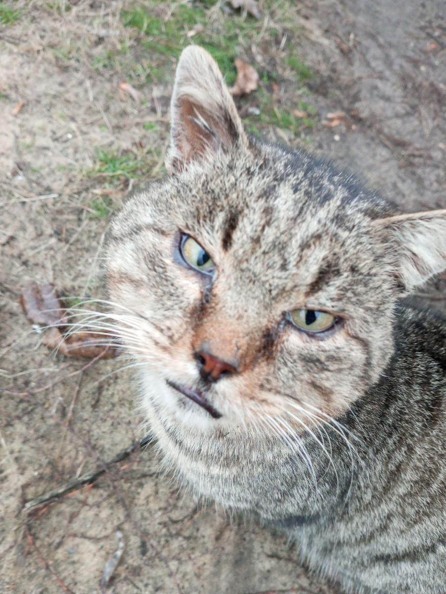 Вот пример круглой морды. Проверьте циркулем - строгиё круг!