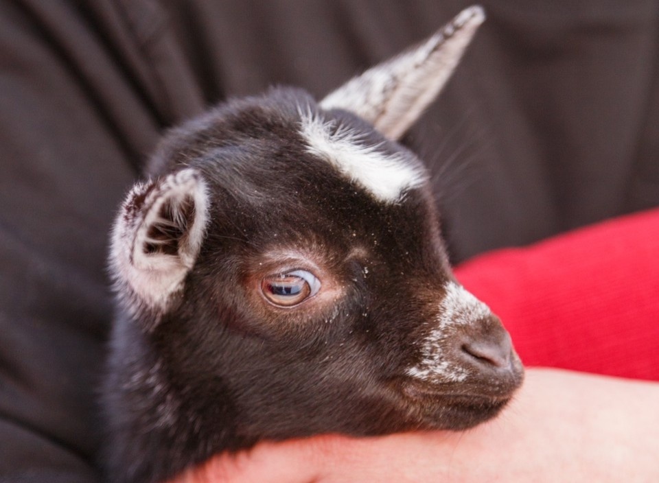    Двойняшки. Фото: Парк альпак ПАЧА МАМА Тюмень.