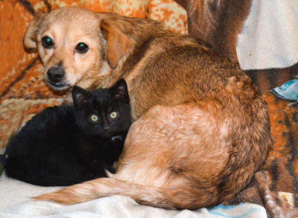 На самом деле это две кошки, просто большая - родилась собакой.