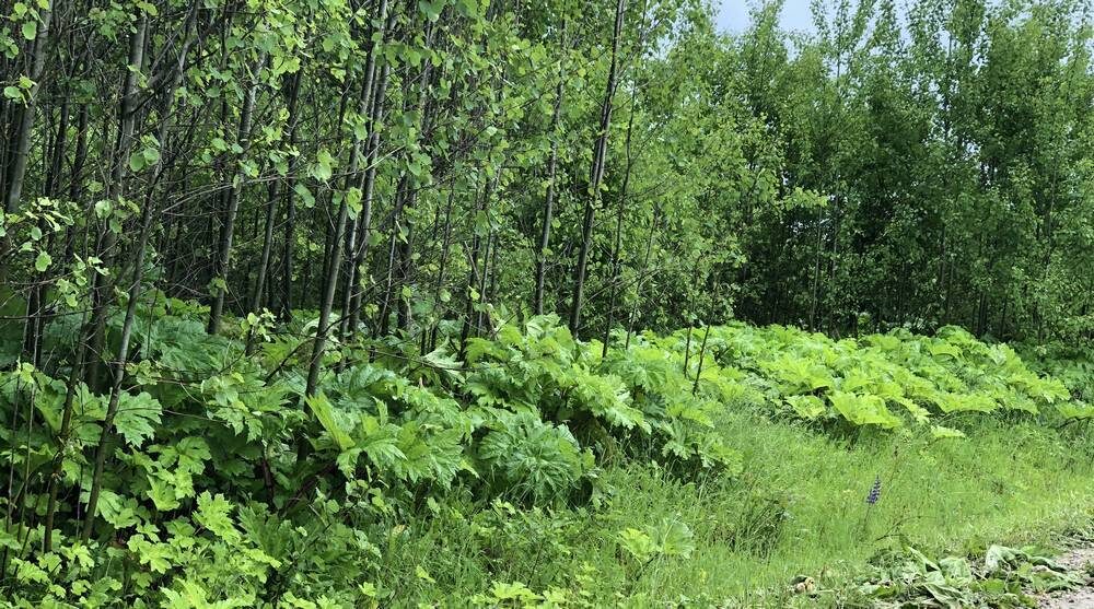    Фото: «Брянские новости»