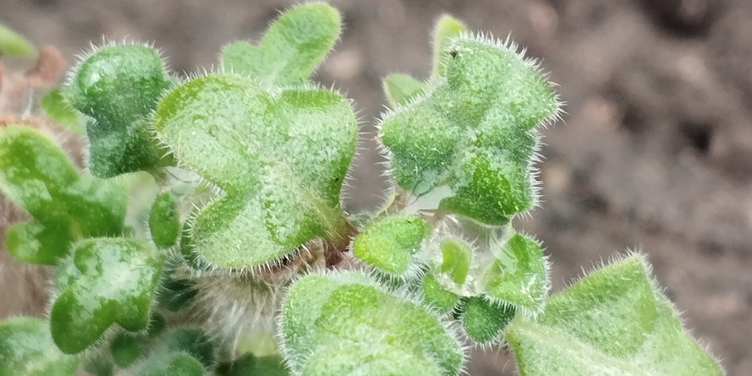 10 Новинок Пряно- лекарственных растений на 2026 г.!