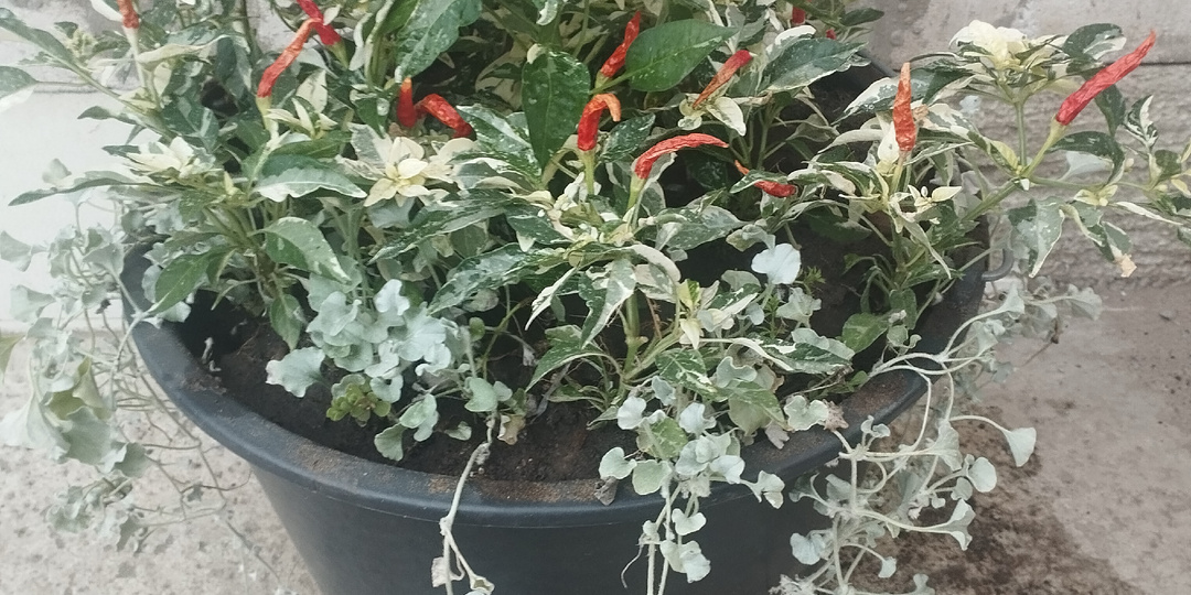 Перчики декоративные! Новенькие и бывалые в моей коллекции.