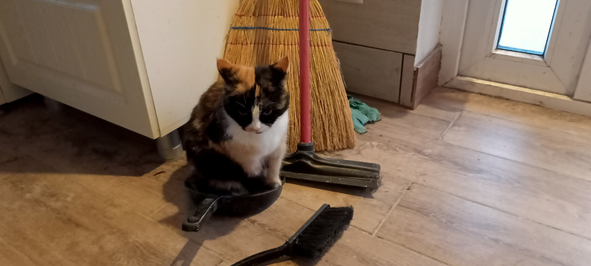 Кошечка моя Мыня в совке для мусора