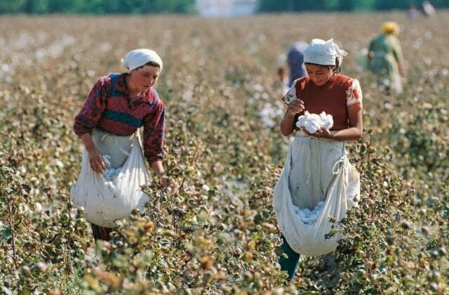 Вот так и собирается хлопок