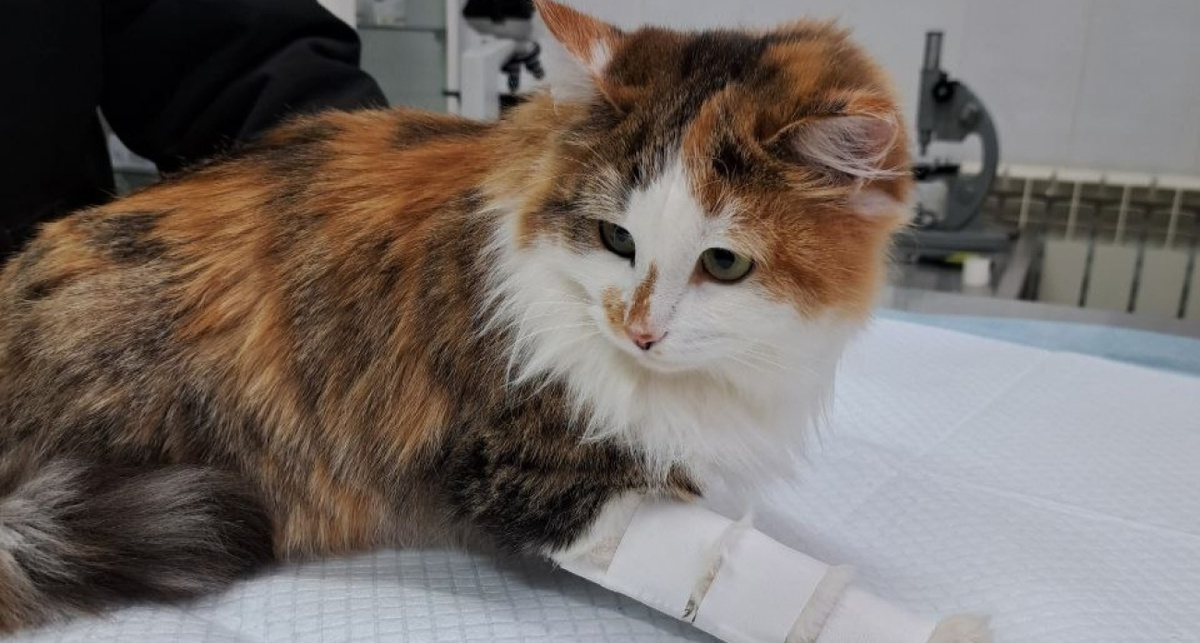    центр ветеринарии ЯО