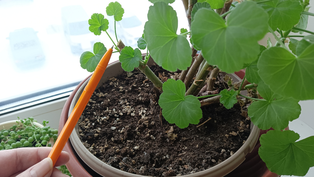 Новые листья 