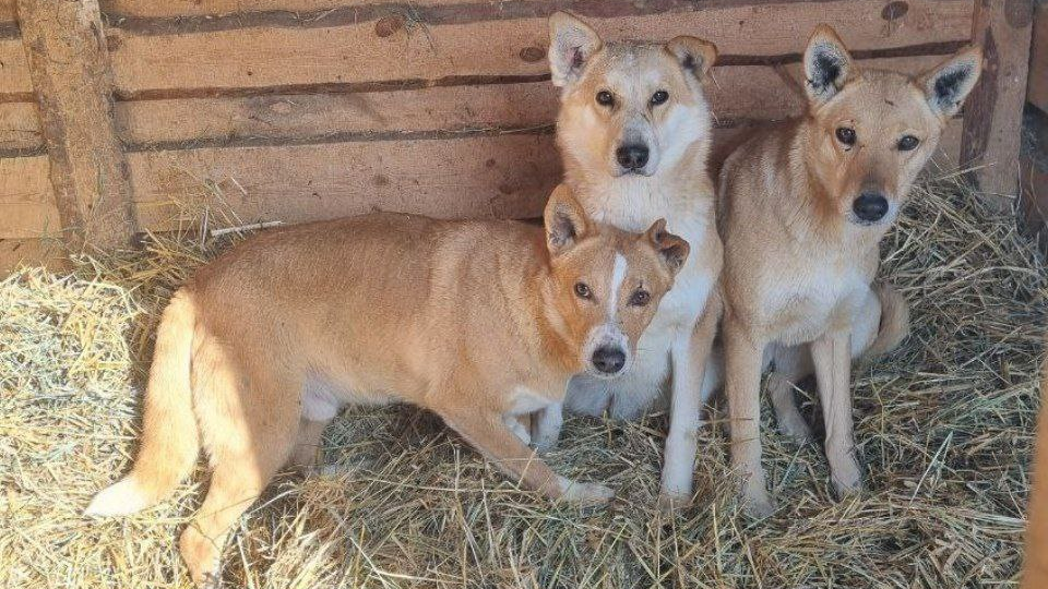 Весна уже близко, но пока что не так тепло, как хотелось бы. Нам по-прежнему очень нужно сено! Замерзаем...