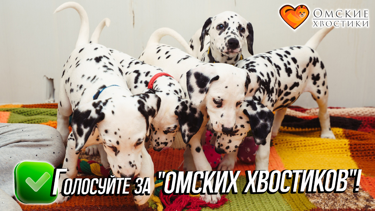 Четырнадцать часов, чтобы совершить чудо для 500+ спасённых жизней...