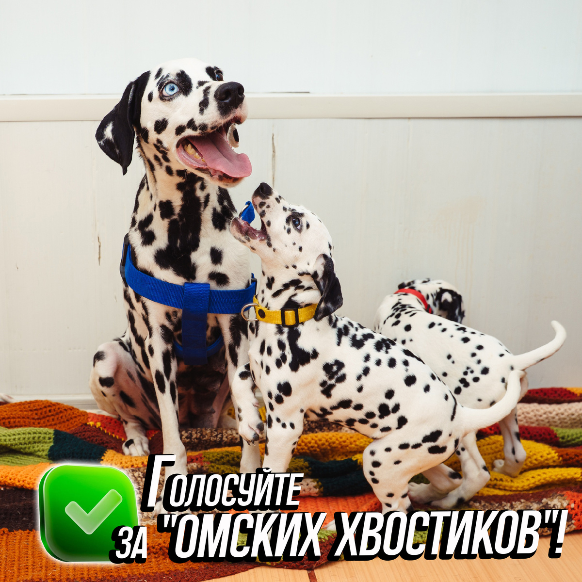 Ваш голос может стать тем самым, решающим!