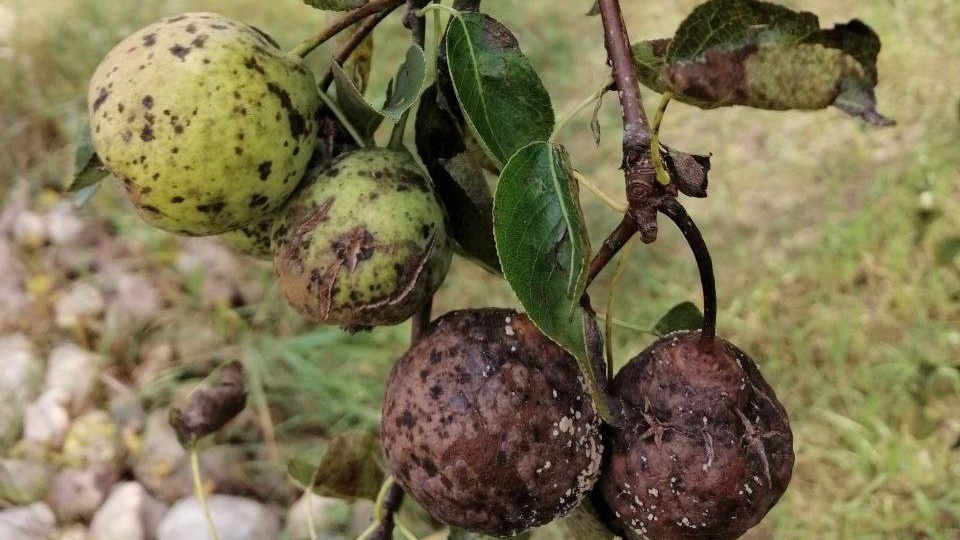 Парша на плодовых: разные болезни — один грамотный подход