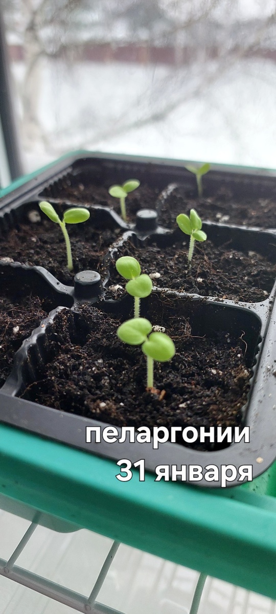 Всходы