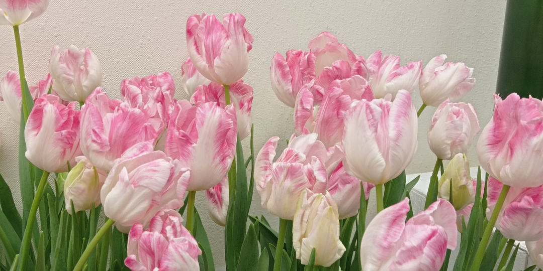 Встречаем весну. Прогулки по Ботаническому саду