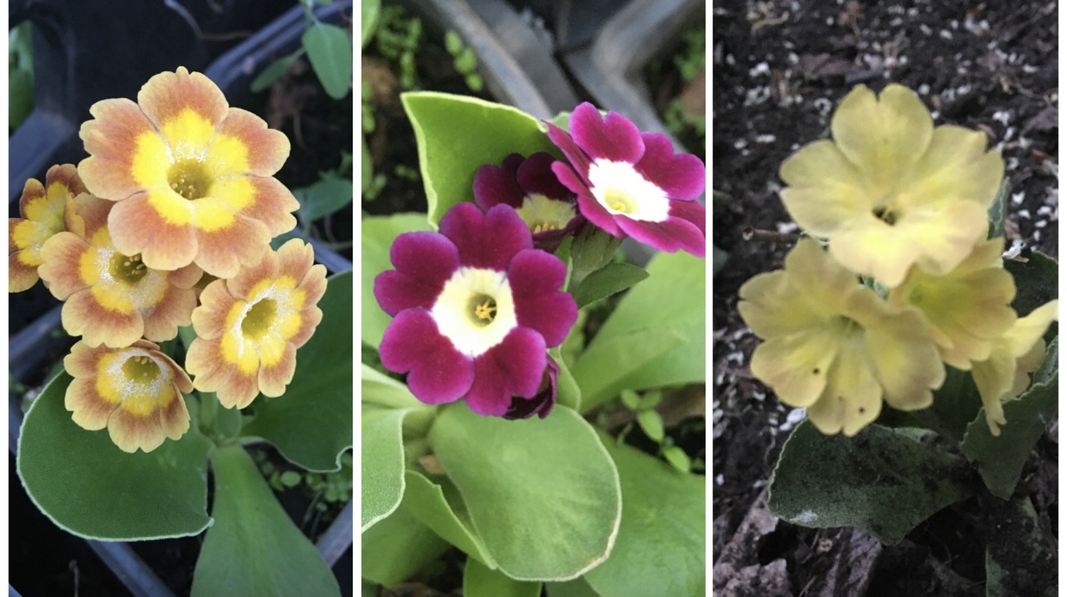 Мои, не все здесь