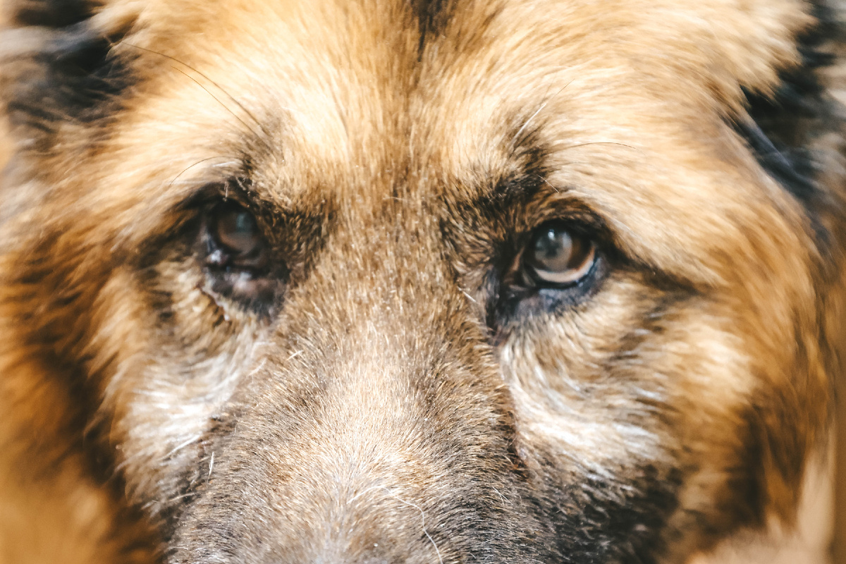 Нет корма, крупы, газа. Мы в отчаянье!