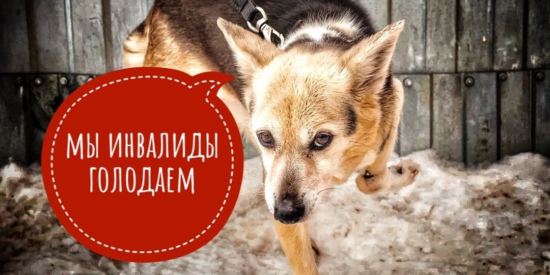 Звериная слеза тяжелая... Голод!