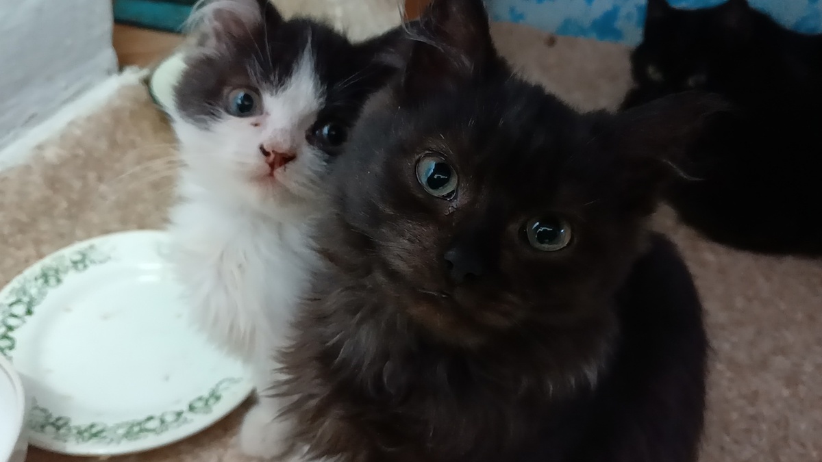    Фото: Анна Шайбакова, ПН