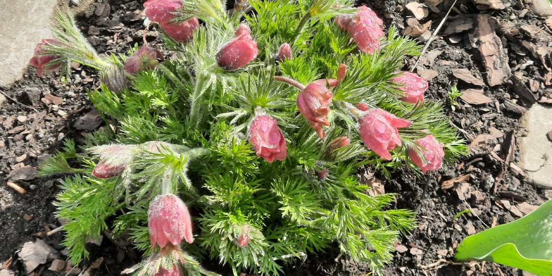 Прострелы, цветы весенние