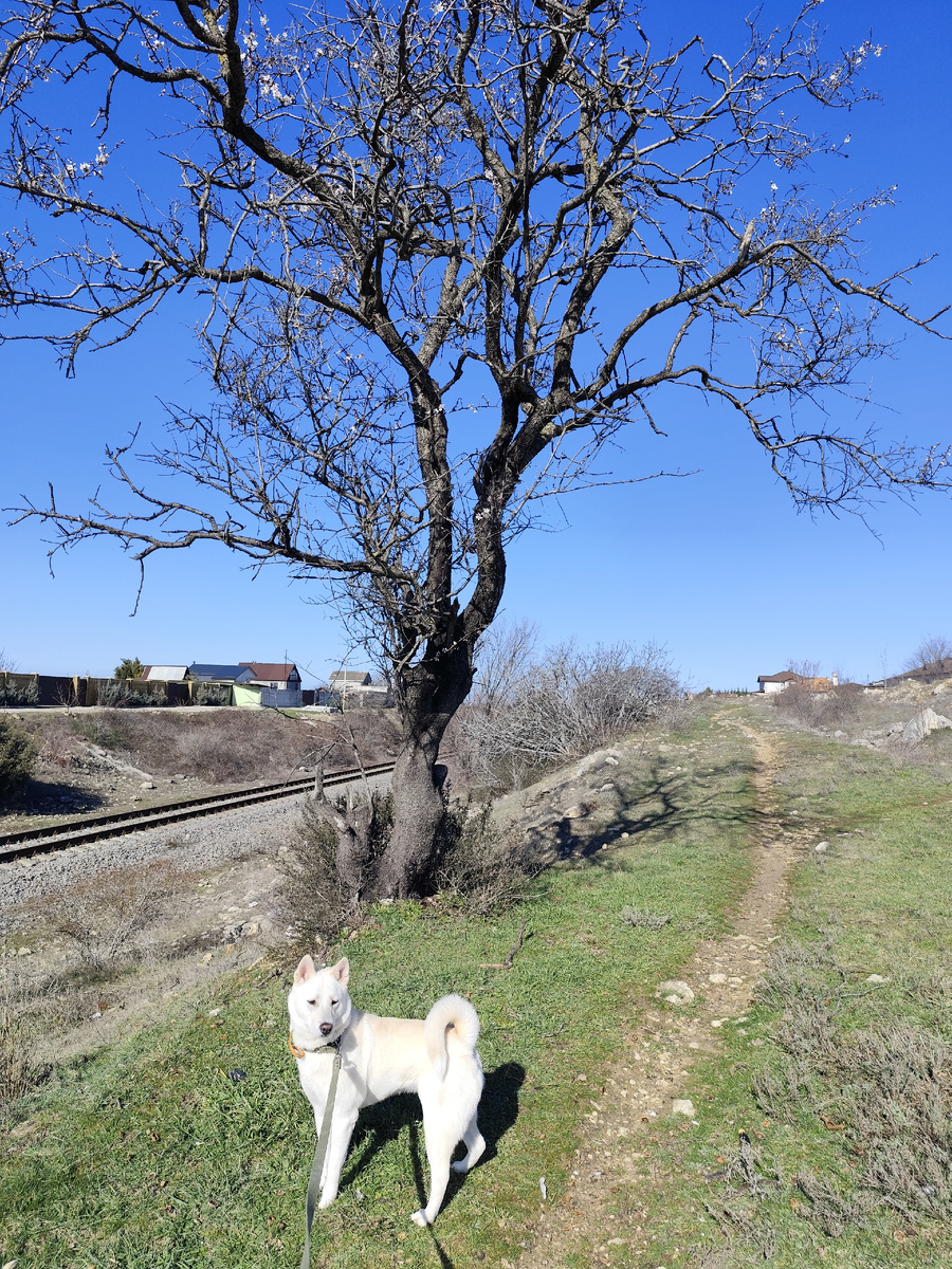 Кстати знакомьтесь, моя компаньонка по дачным выездам, собака породы кисю-ину по кличке Таки.