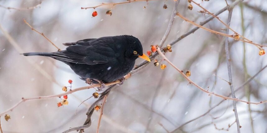    Алёна Бобрович