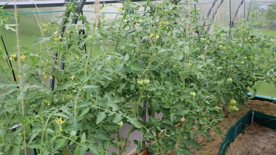 Мои томаты через месяц после начала формирования — чистые стволы и крупные завязи