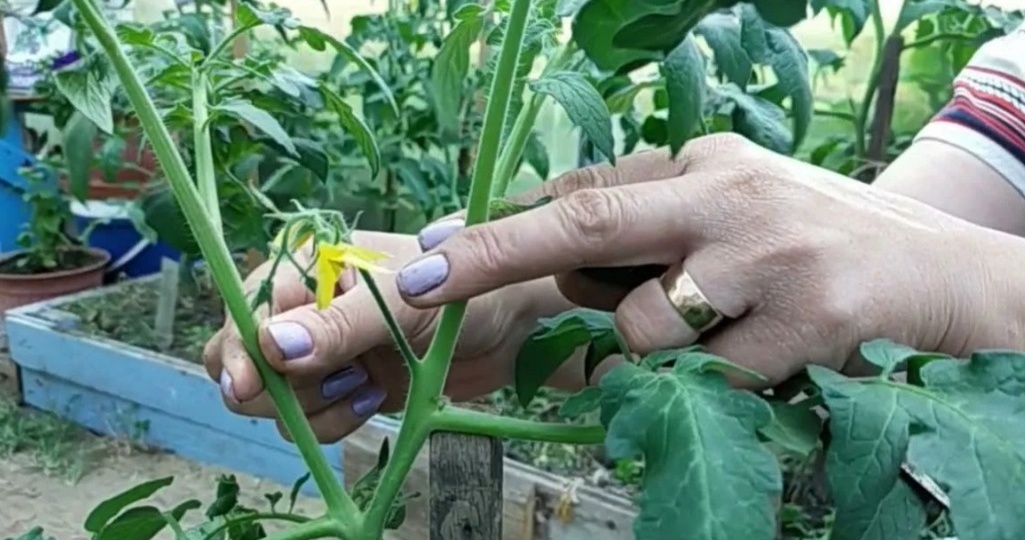 Формирую томаты за 15 минут в неделю. Пасынкование в 4 шага без инструментов