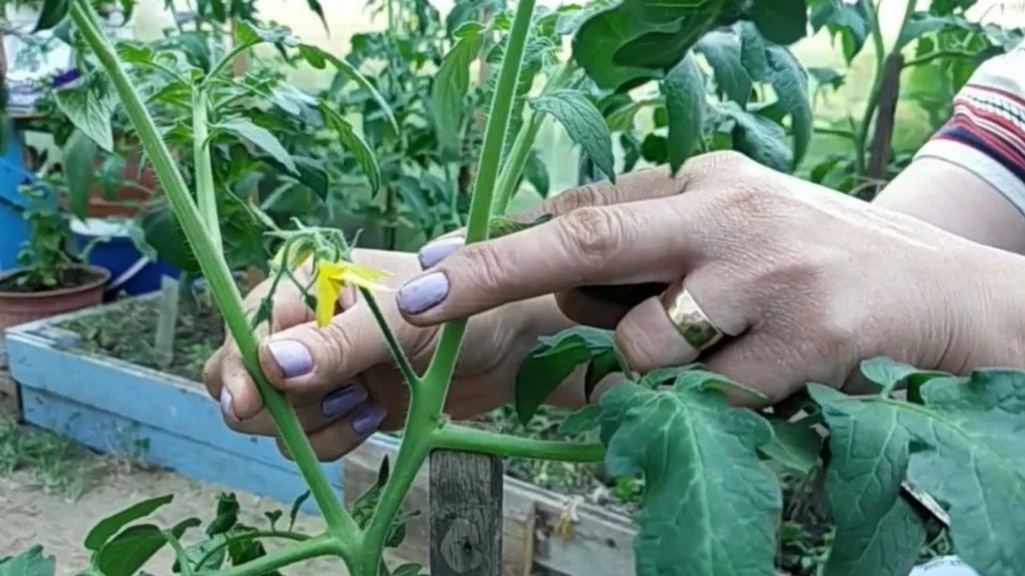 Лучший пасынок для второго ствола — всегда под первой кистью