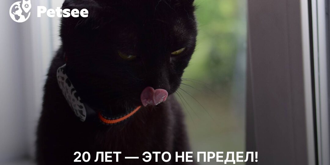 Кошке 20 лет? Не вопрос! 5 пород-долгожителей
