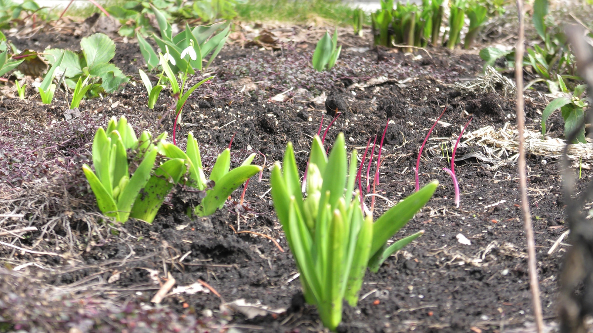 Если лилии еще не проснулись, то и новые высаживать пока не стоит