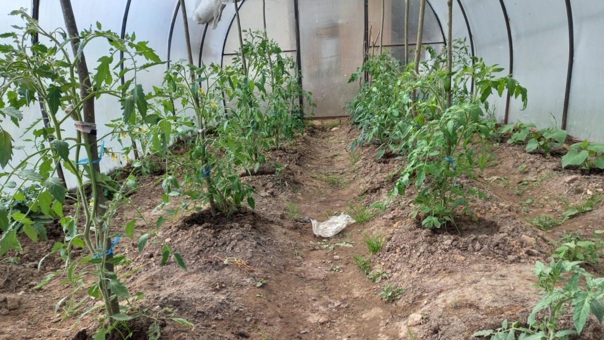 Разделил 50 кустов на четыре группы и приготовил три варианта раствора