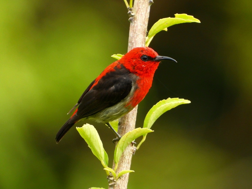 СУЛАВЕССКАЯ МЕДОВКА