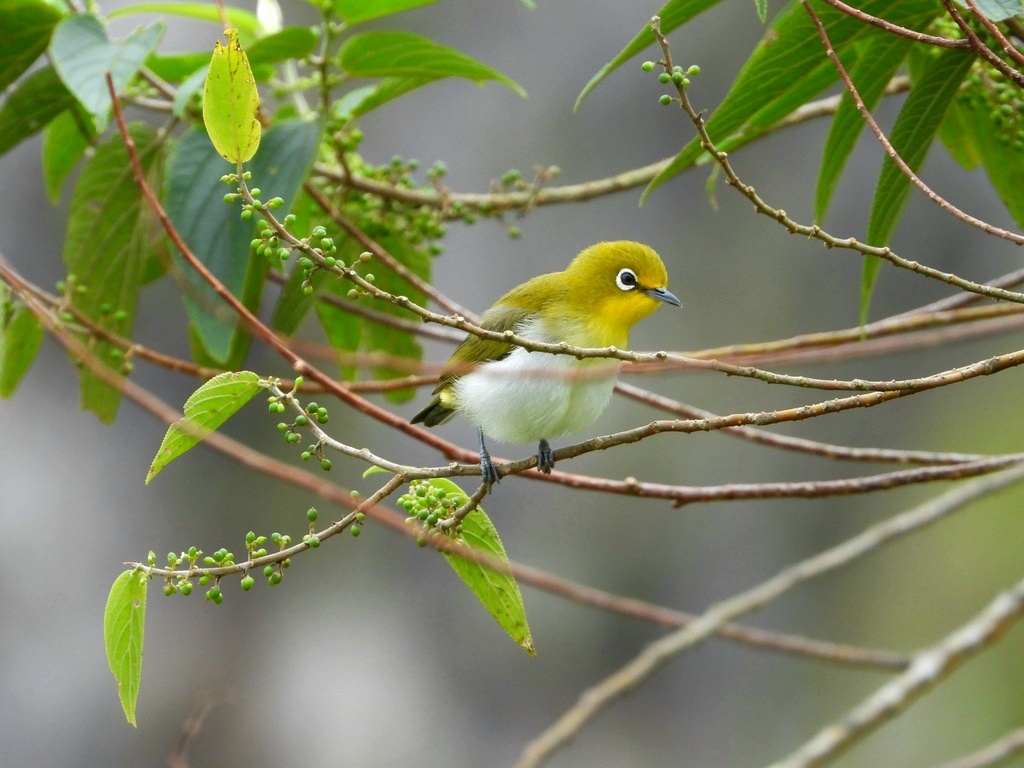 ЯПОНСКАЯ БЕЛОГЛАЗКА 