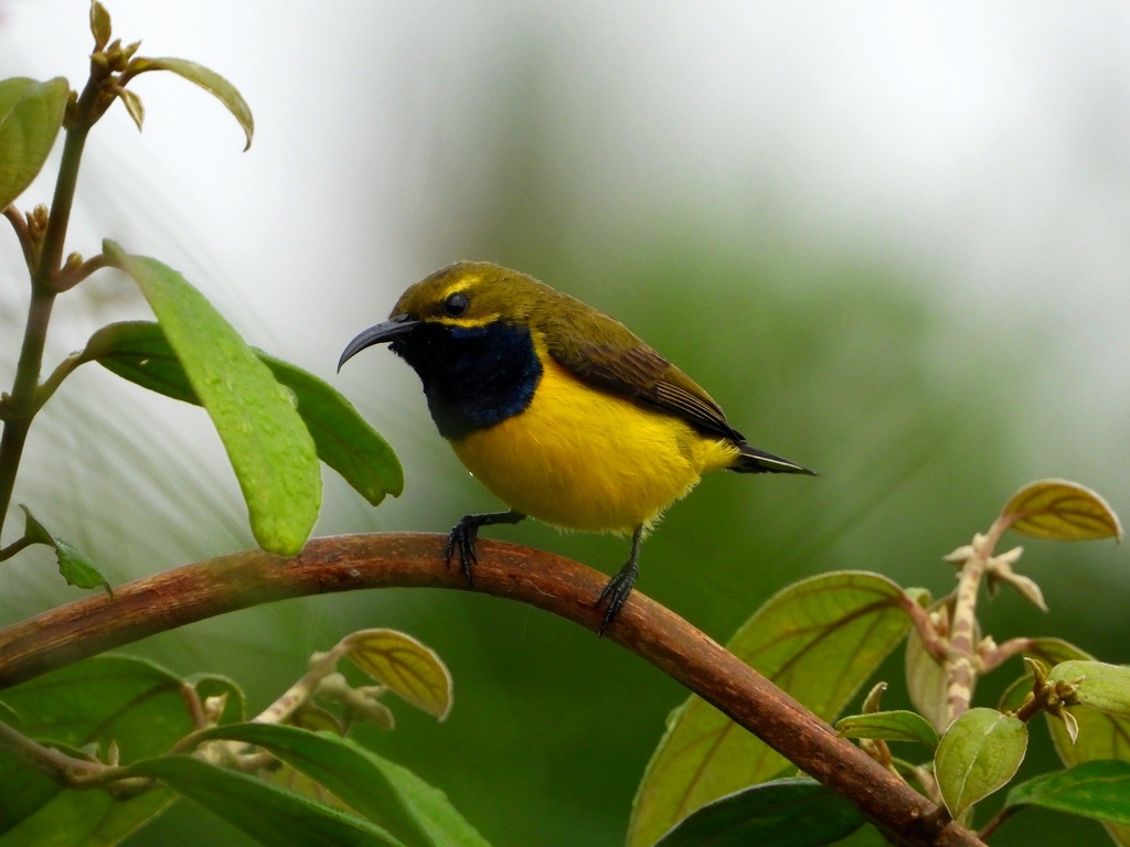 САХУЛЬСКАЯ НЕКТАРНИЦА 