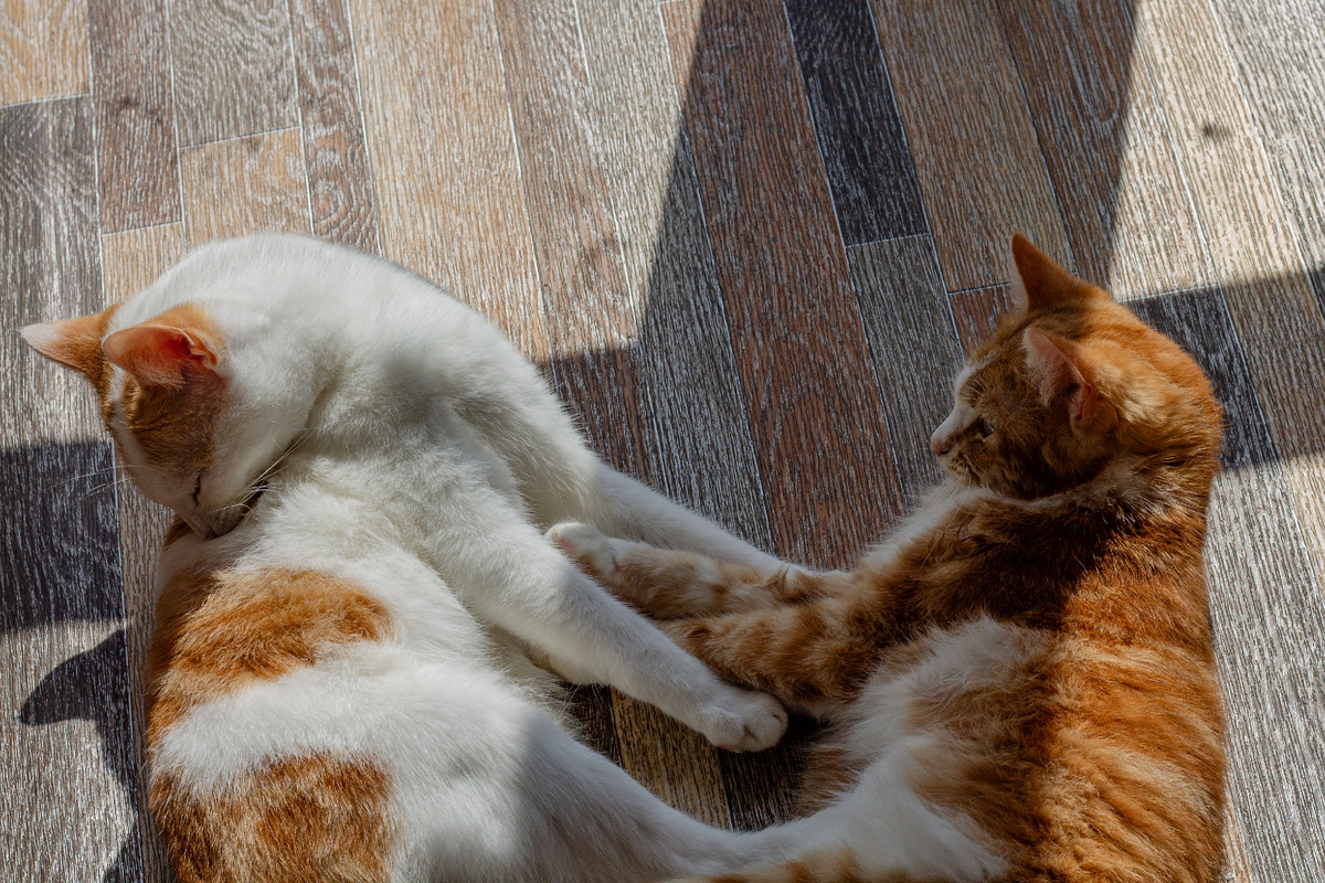 Фото автора, Барсик и Чубайс