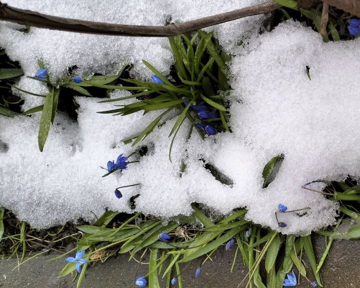 фото из чата Выпускников Дачного агронома 