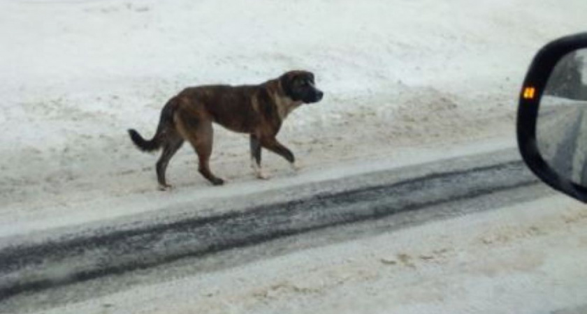    Фото: "Подслушано Киржач"