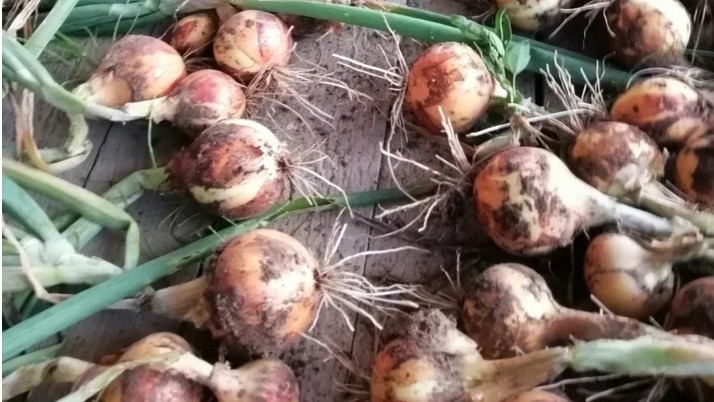 Результат первого года на высоких грядках — луковицы по 12-15 см в обхвате