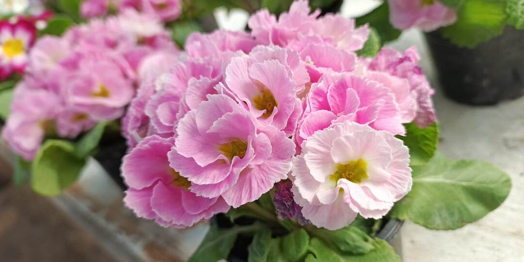 Букет или "букетик"?