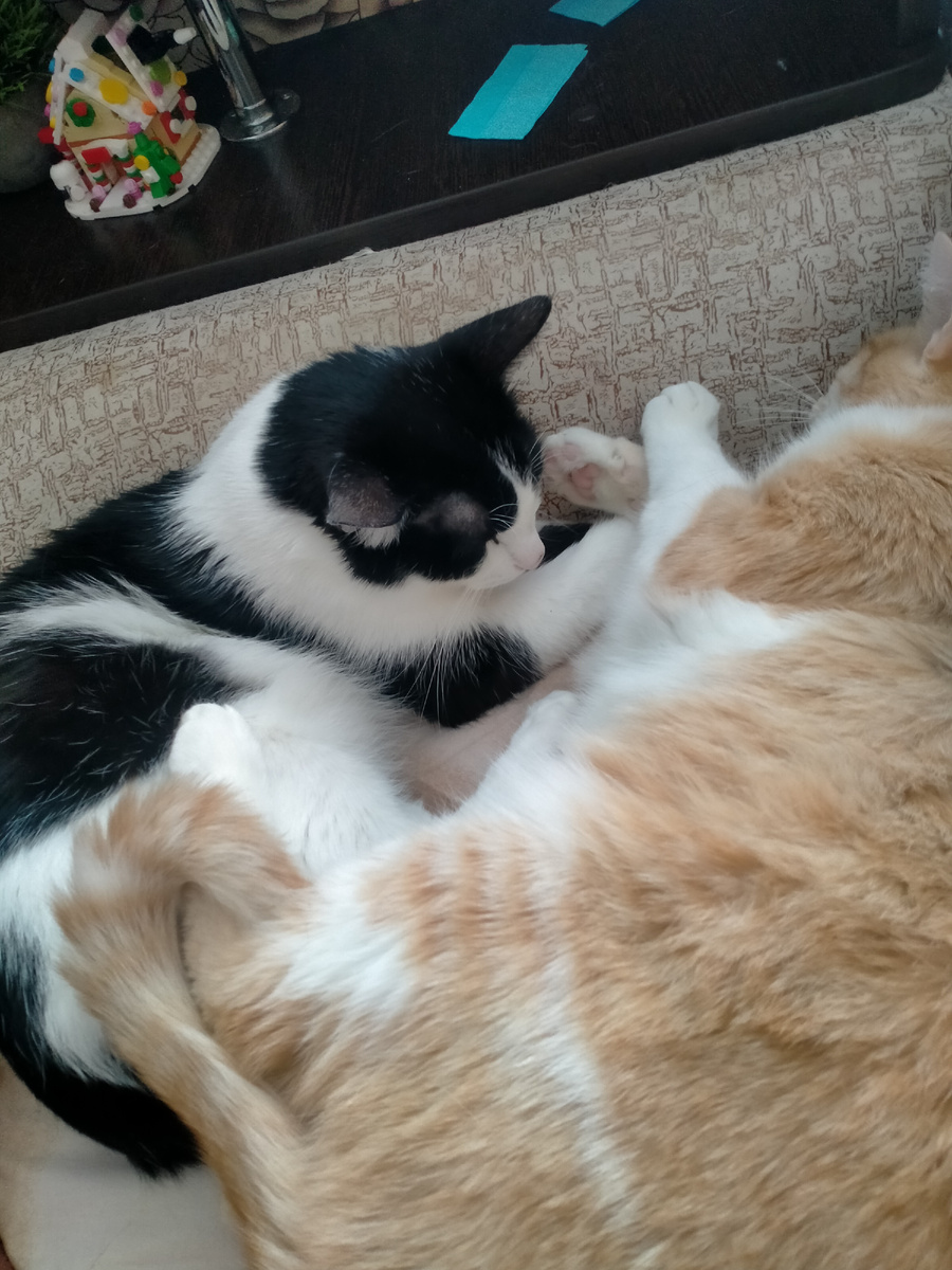 Посмотрите они милашки 