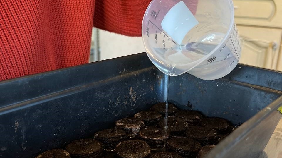 Посевы и пересадки марта: почему не стоит торопить события