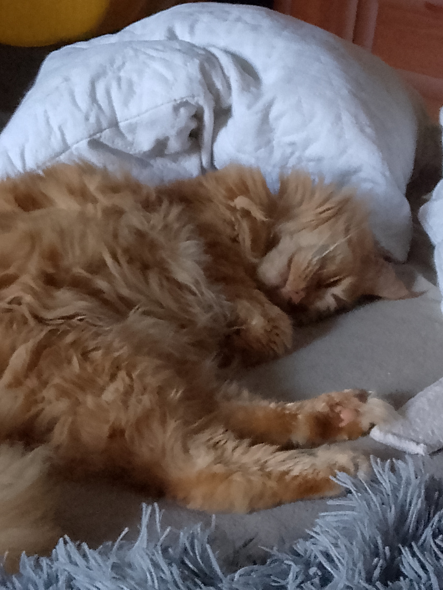 это фото не моего кота а моей старшей сестры.Хотите поделюсь своей страшной историей.У меня был кот 🐱 звали его Барсик в последнее время мы завели другую кошку и стали к ней хорошо относиться.А про Барсика забывать но Барсик у нас был 6 лет я правда говорю так и было мы его взяли когда он был совсем котёнком.Я была рада и счастлива и игралась с ним.Но в один несчастный день я проснулась ночью от визгов криков ок кота но потом через минуту все утихло.я посмотрела кот спал.Потом на следующее утро мама разбудила меня в 8:00 от ужаса она рассказала что мой кот ночью умер.Тогда я была в полном ужасе и очень сильно ревела.я вышла на улицу а кот был под крыльцом голова была зажата между двумя перилами.Я была очень расстроена.Кот умер 27 октября 2025.Но с тех пор я никогда больше такого не допущу! 