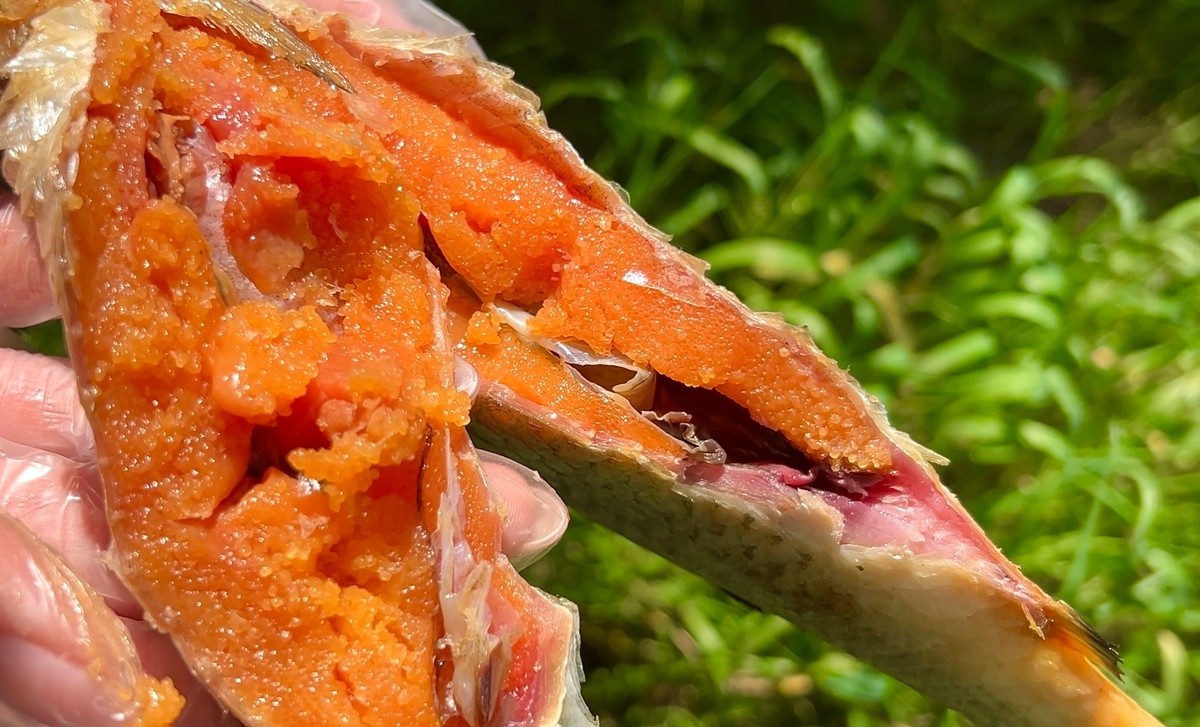 Именно такой рыбки и хочется - жирненькой, с икрой.