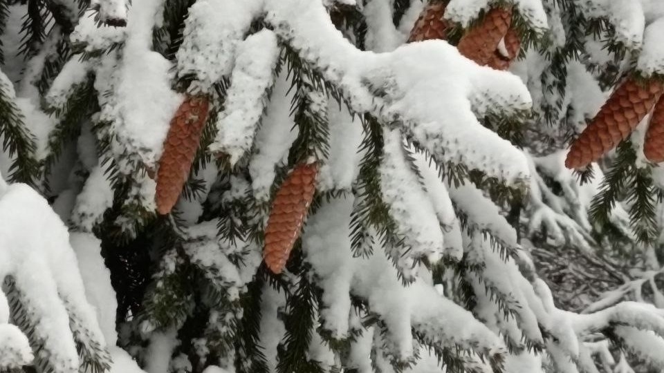 Зимний дозор: как спасти сад от тяжелого снега и ледяного панциря