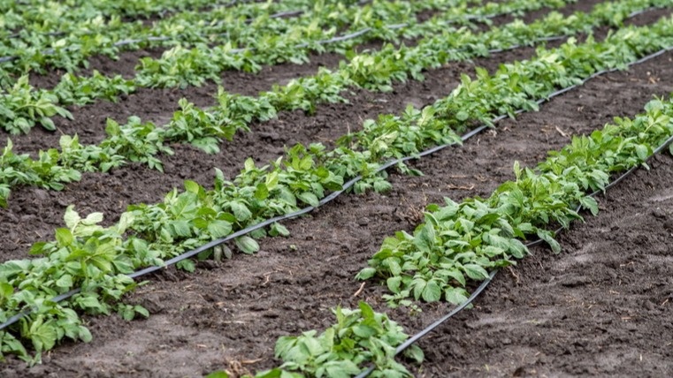 В прошлом году не выдержал и решил провести честный эксперимент.