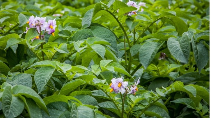 В июле разница в развитии стала критической