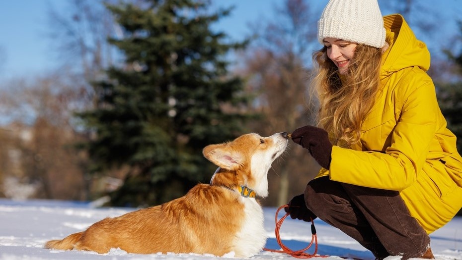    Автор фото: sergey kolesnikov/Shutterstock/FOTODOM