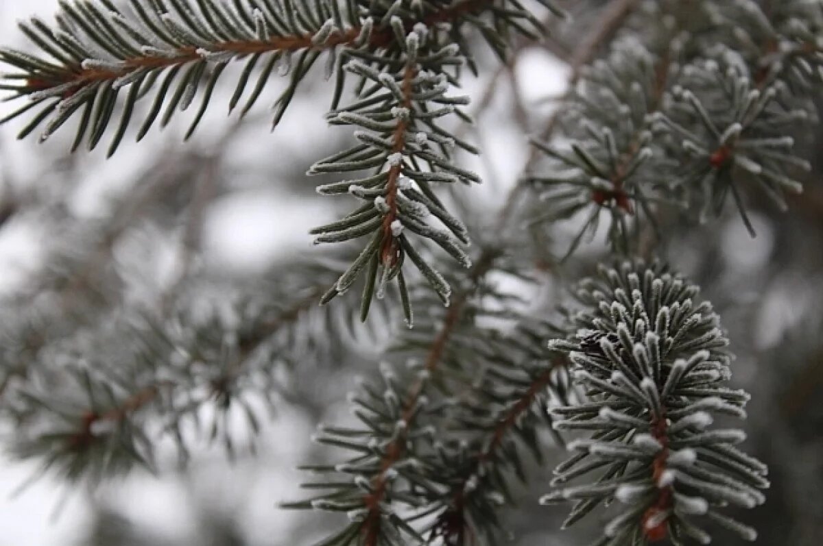 Евгения Гаева / АиФ