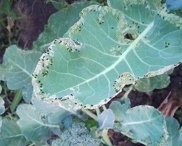 фото из чата Дачного агронома