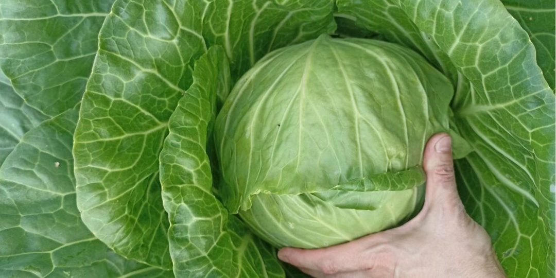 Крестоцветная блошка: как защитить капусту и редис без химии