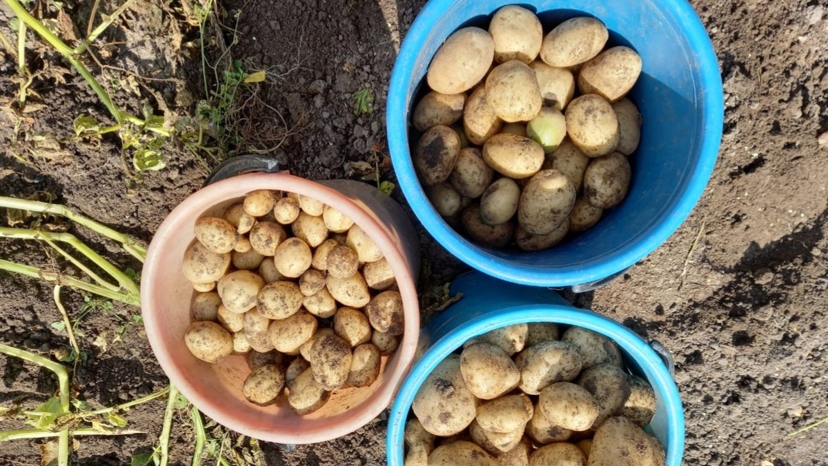 Слева — мой урожай пять лет назад, справа — результат после исправления ошибок