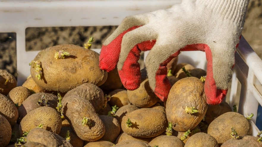 Семенной картофель размером с яйцо С2 после проращивания на свету